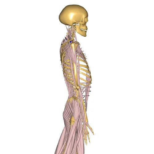 Evaluate joint strength