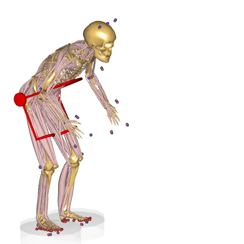 Trunk exoskeleton model