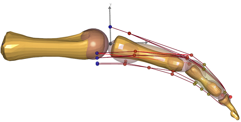 Index finger model