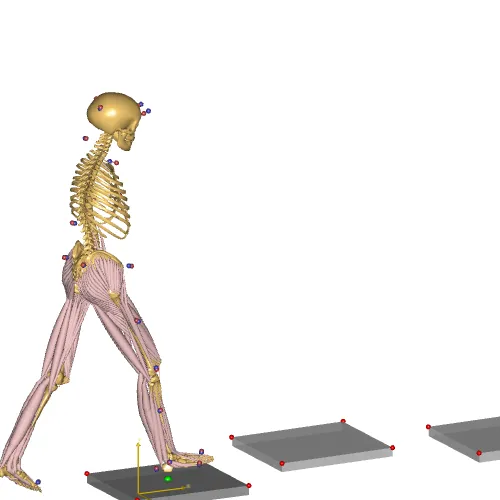 Simple Lower extremity model