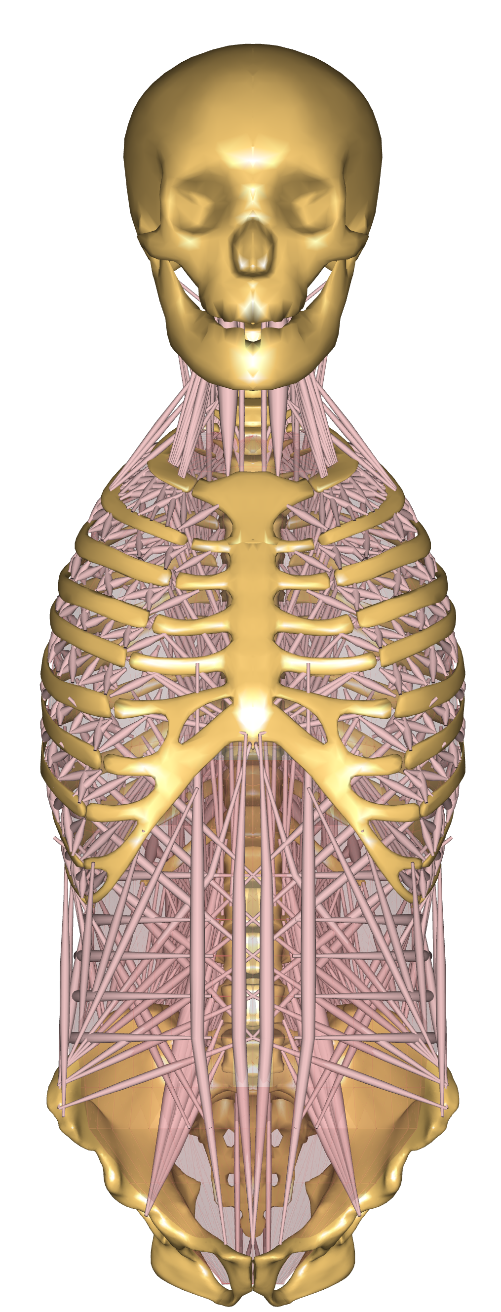 Thoracic Muscle Front