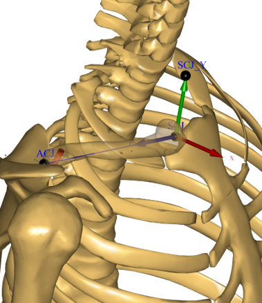 Clavicula anatomical frame