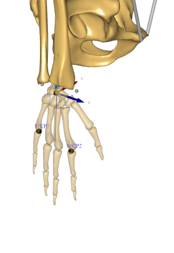 Hand anatomical frame