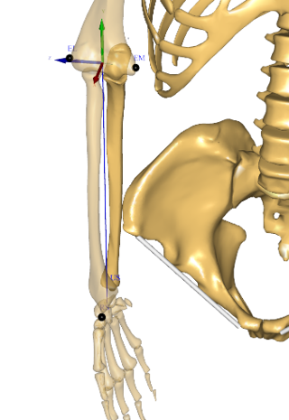 Radius anatomical frame