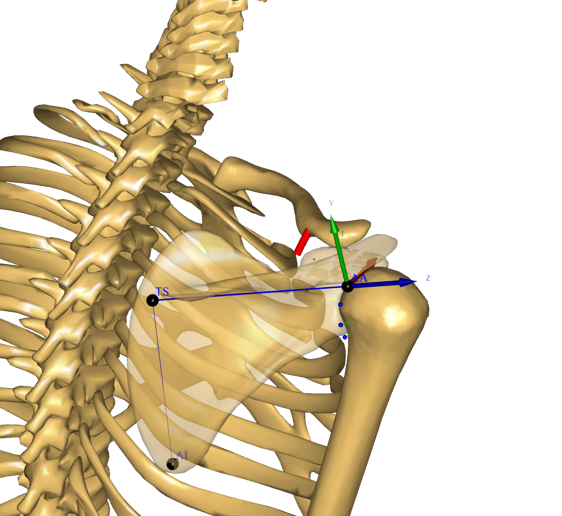 Scapula anatomical frame
