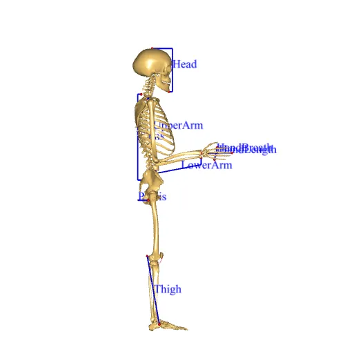 Standing Model Scaling Display