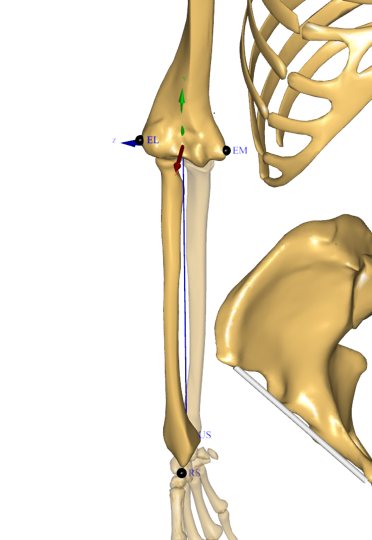 Ulna anatomical frame