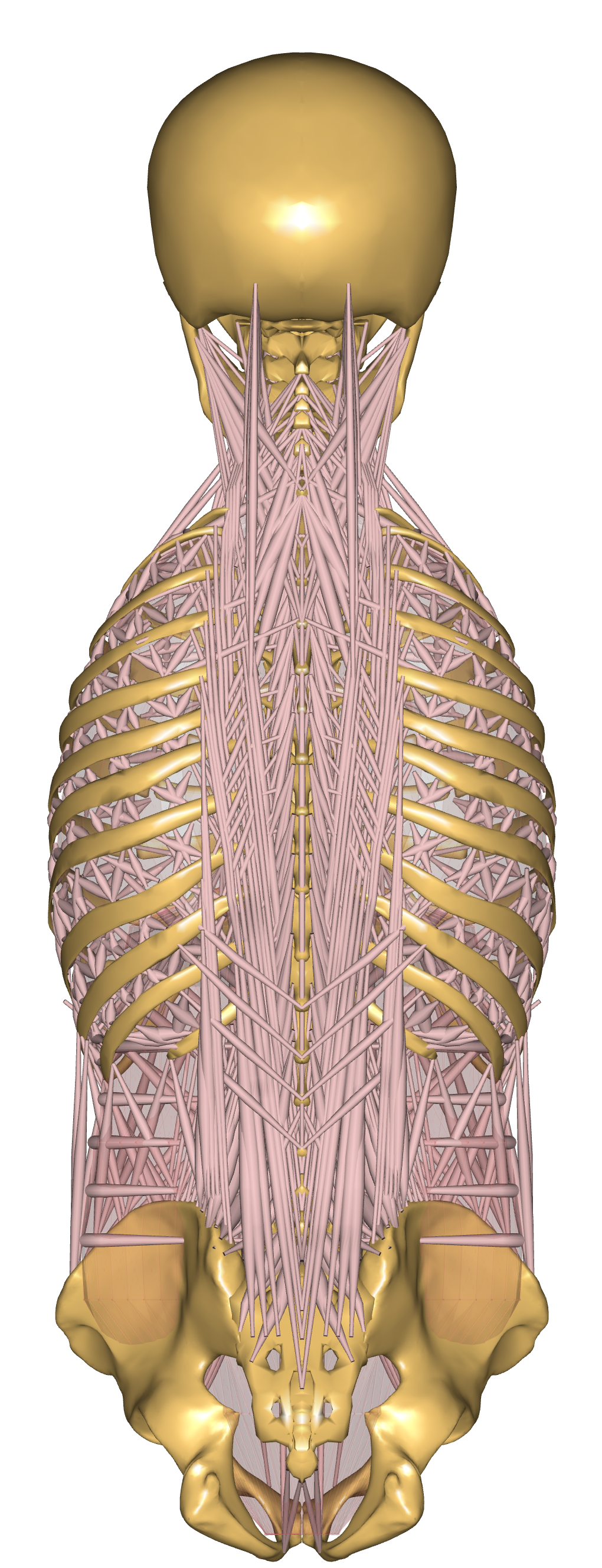 Thoracic Muscle Back