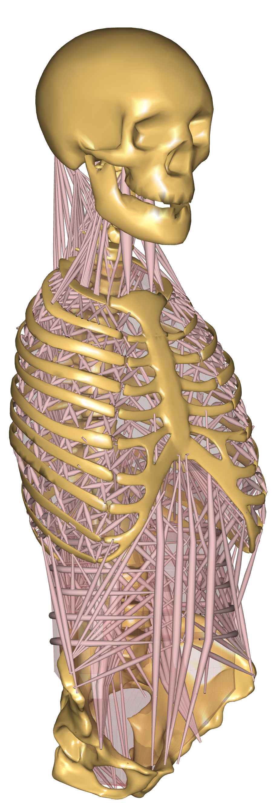 Thoracic Muscle Iso