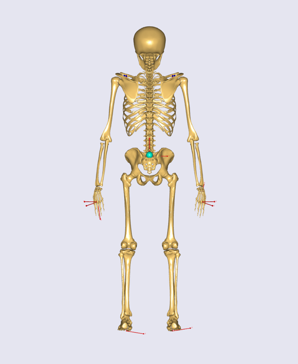Model view Rear Fullbody without muscles