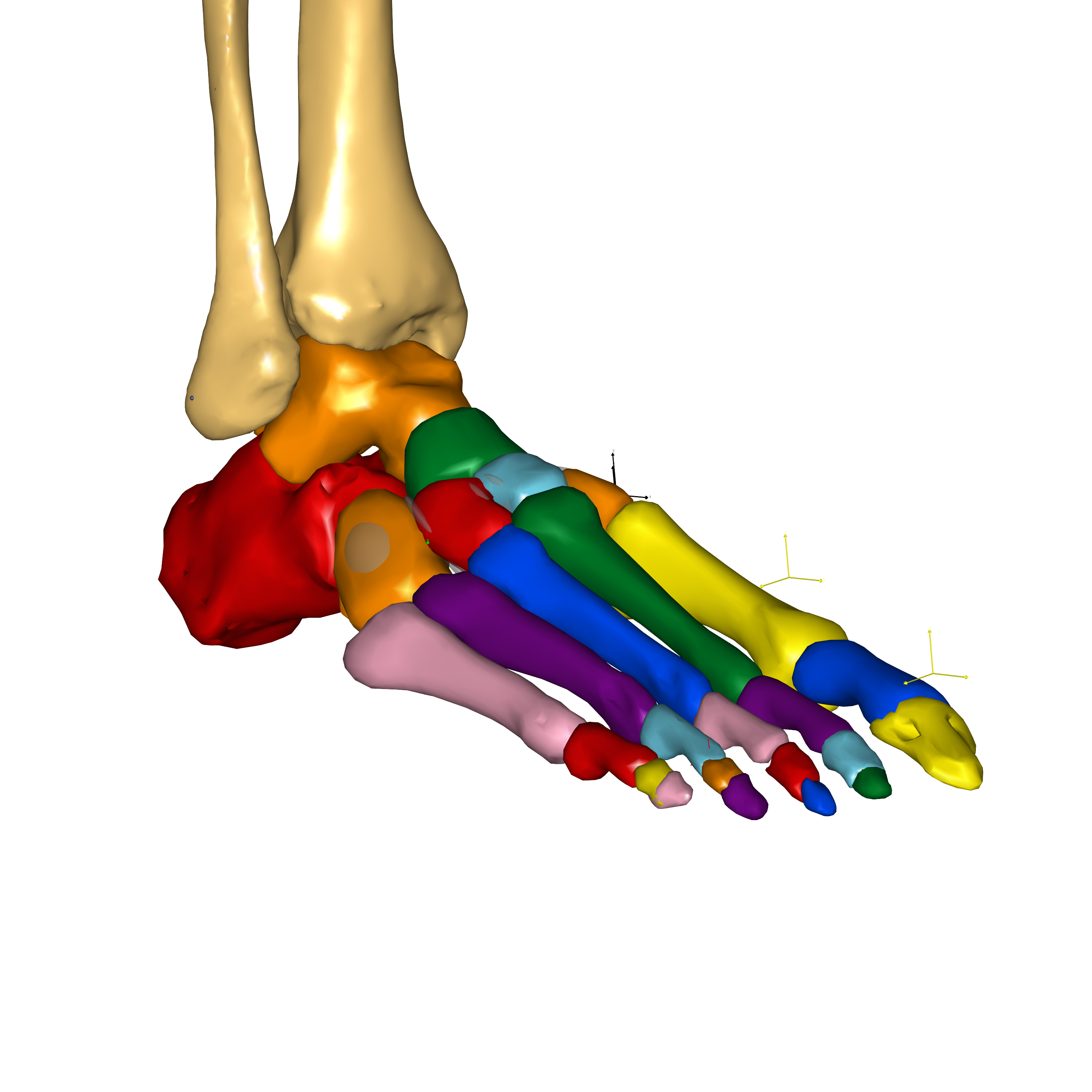 ../_images/FootDetailedGM_closeup.png
