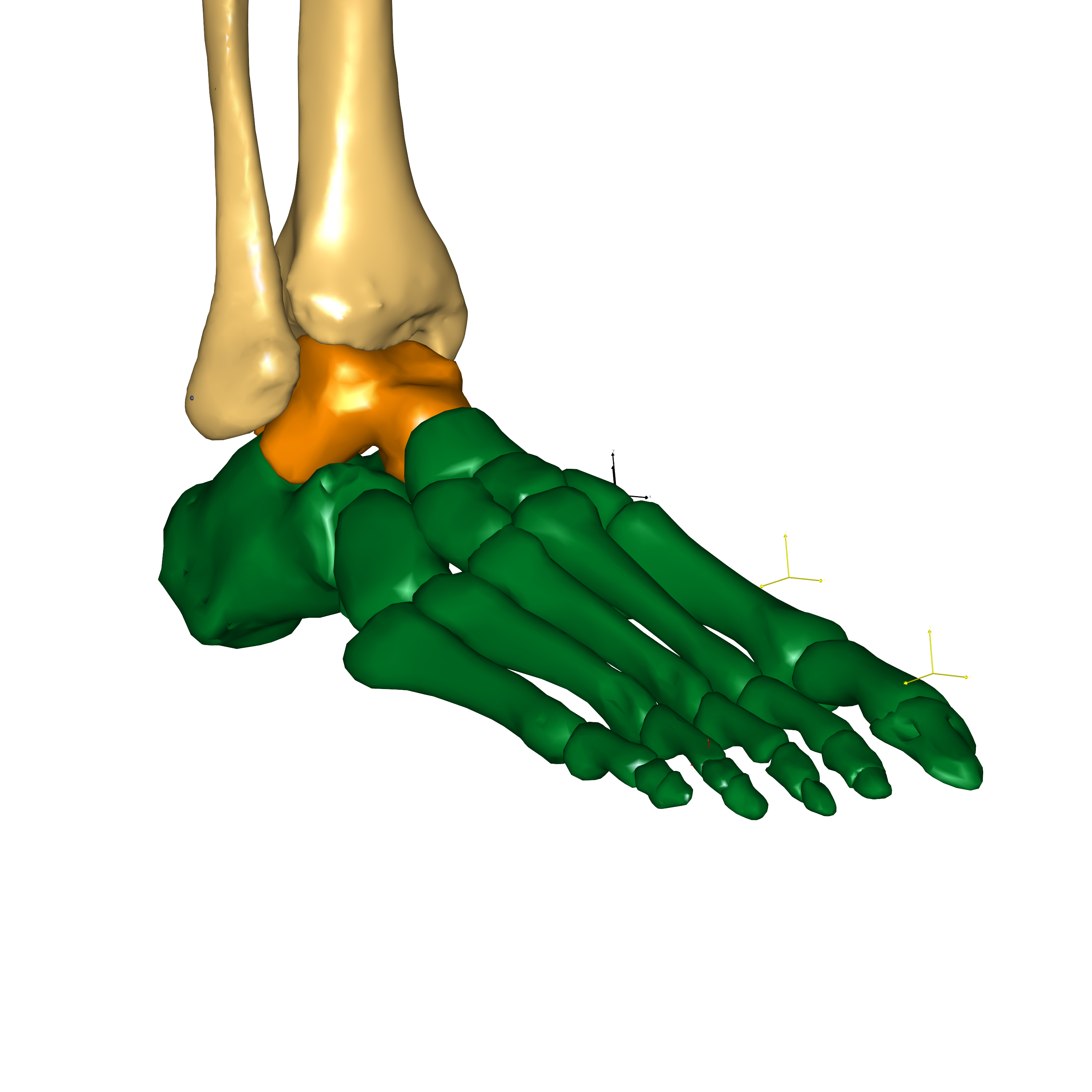../_images/FootRigidGM_closeup.png