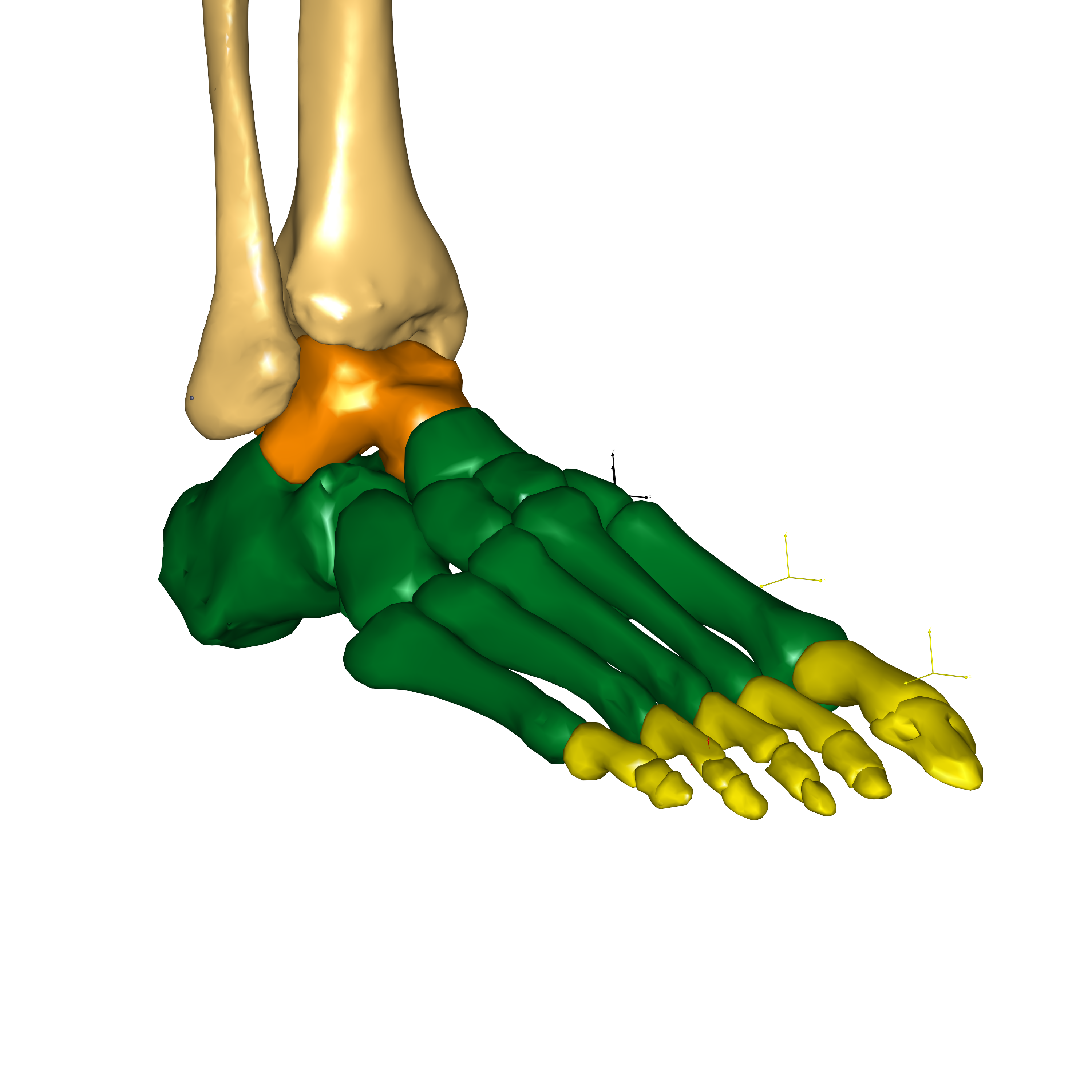 ../_images/FootToeFlexGM_closeup.png