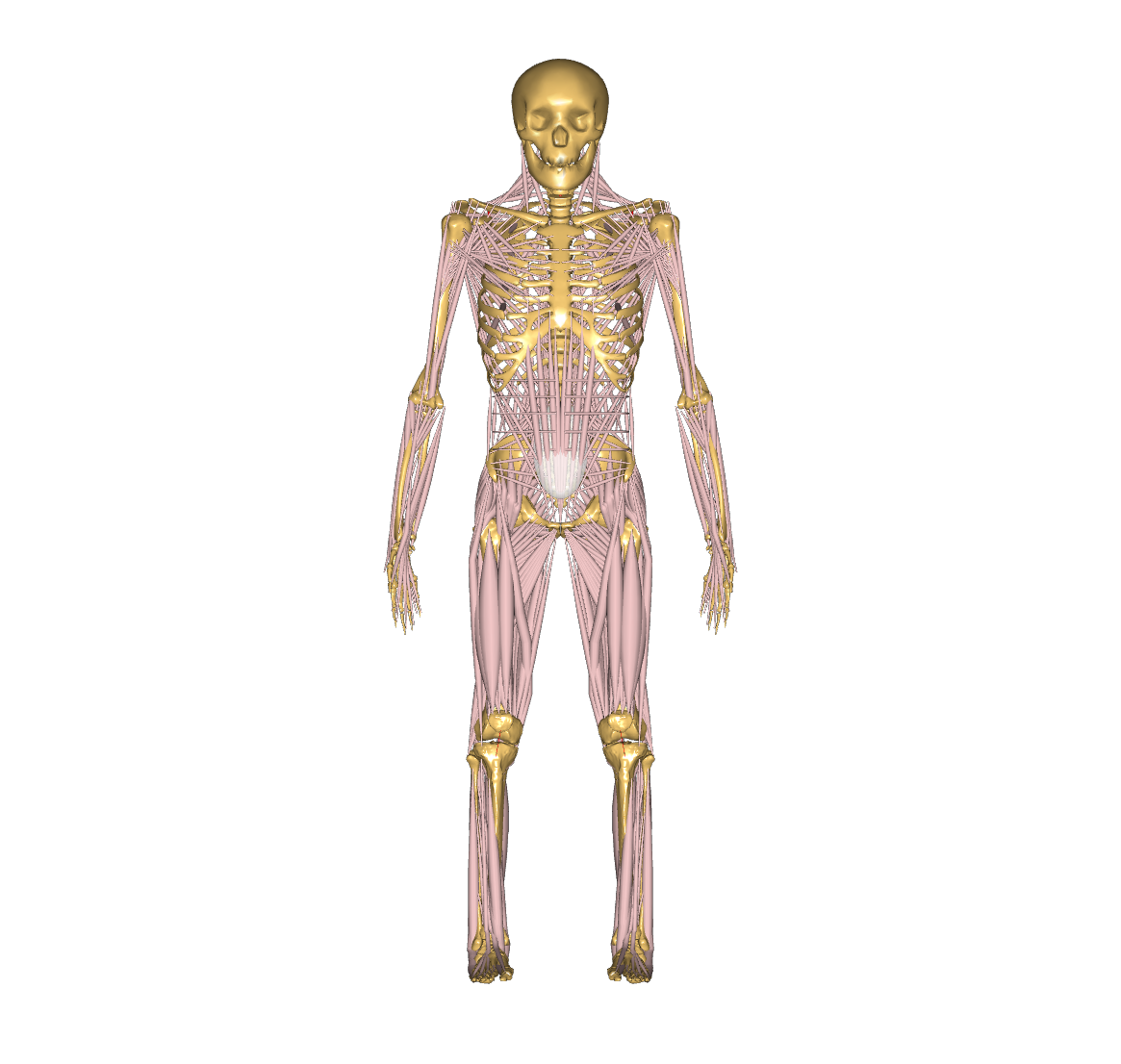 Human Model in Model View