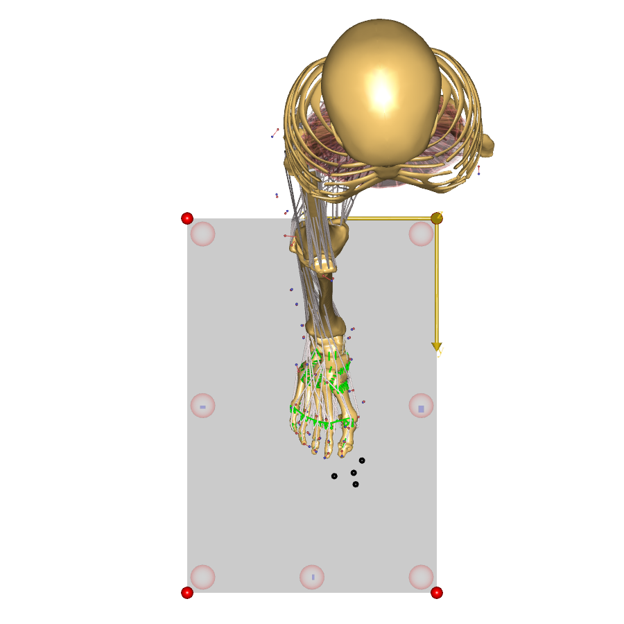 GM Foot MoCap Model