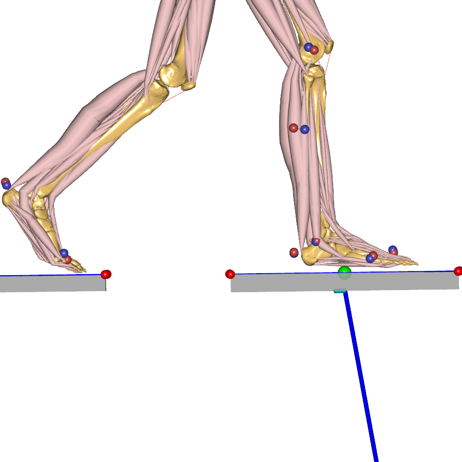 C3D driven models with Toe Flexion