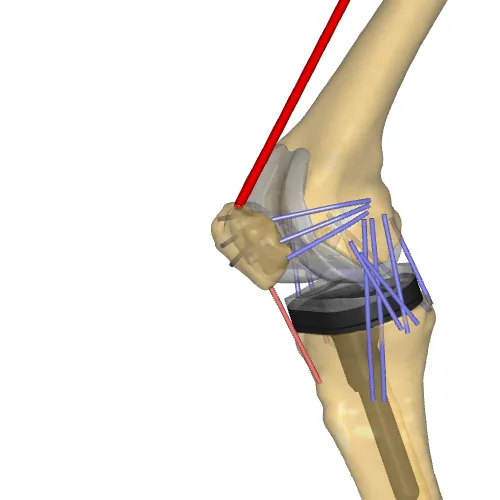 Knee Simulator Model