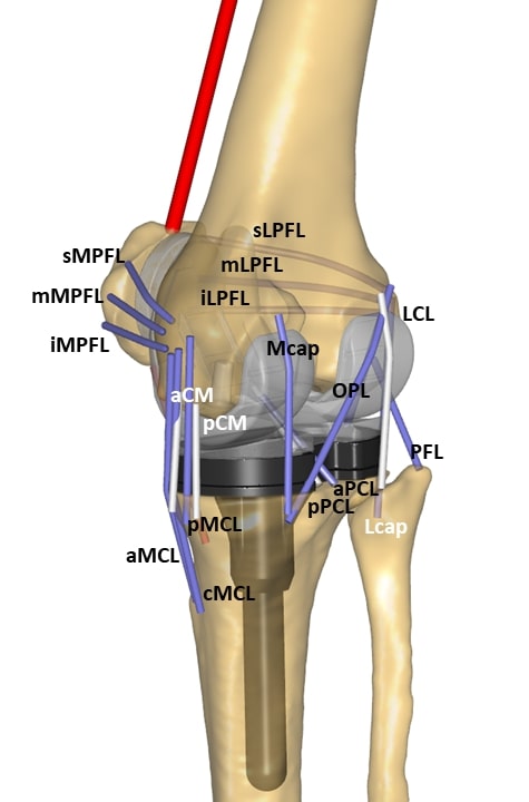 ../../_images/KneeSimulator_Ligaments.jpg