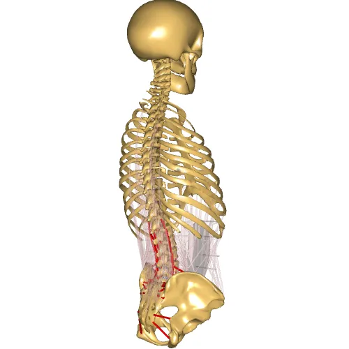 Spine Fixation Model