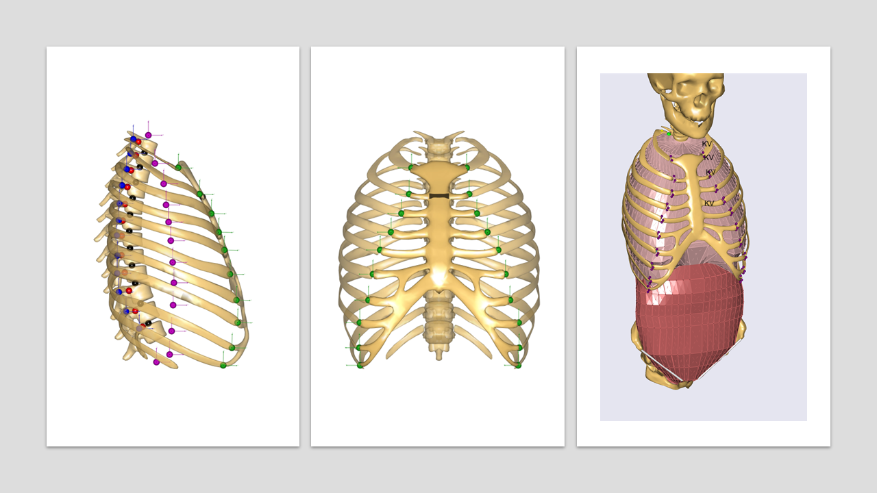 ../_images/Detailed-thorax.png