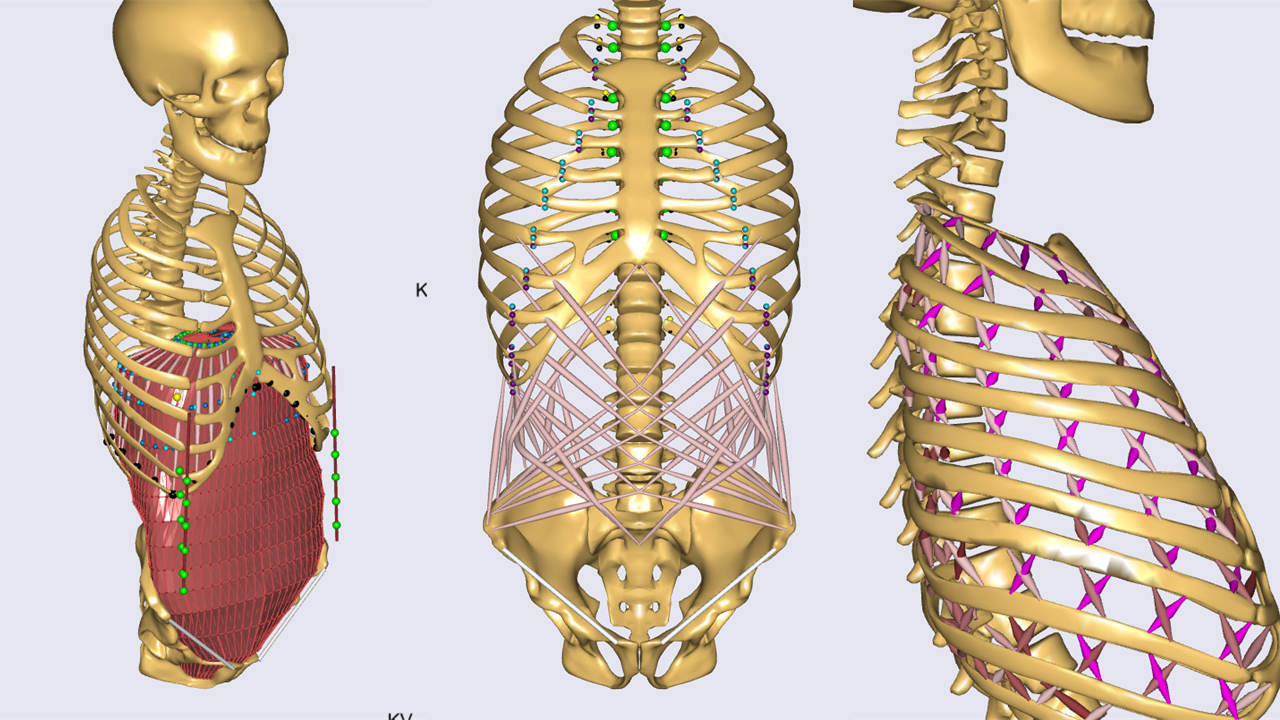 ../_images/Detailed-thorax2.png