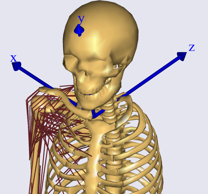 clavicula ref frame