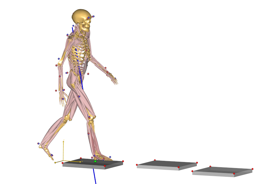 Model view, full body inverse dynamics