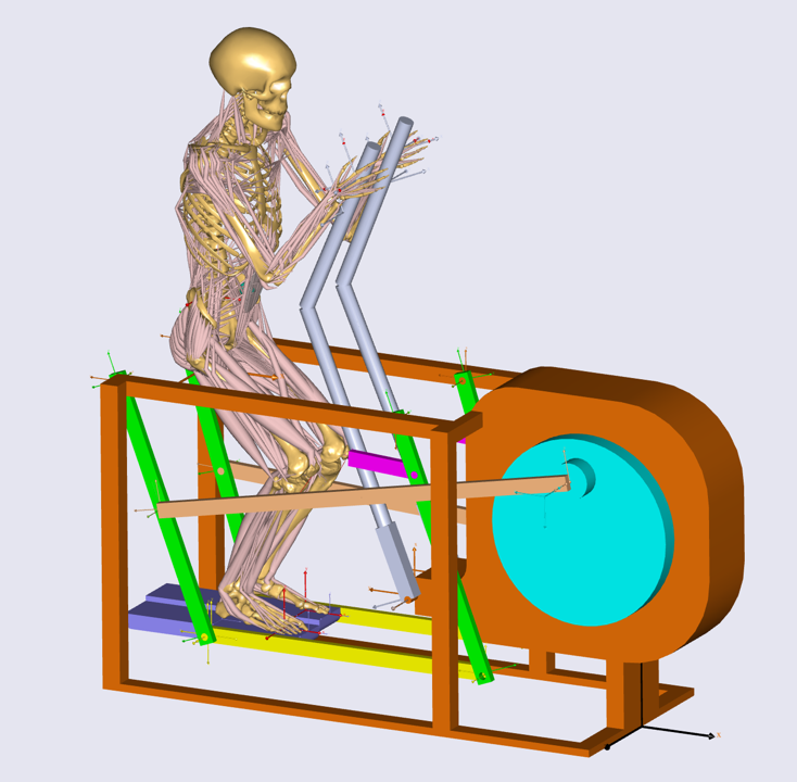 Model view Full Body on Fitnessmachine with muscles